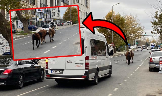 Çorlu'da Başıboş Atlar Trafiği Tehlikeye Soktu