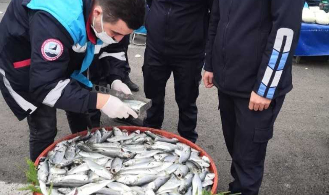Tekirdağ'da Balıkların Boyları Tek Tek Ölçüldü