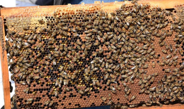 Tekirdağ'da Bin 138 Kişiye 22 Bin 293 Kovan Dağıtıldı