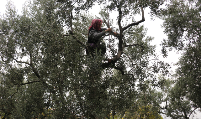 Yalova'da Zeytinciliği Geliştirmek İçin Seferber Oldular