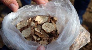 Yüksek Getirili Zambak Üretiminin Edirne'de Yaygınlaştırılması Hedefleniyor