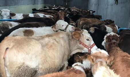 Anadolu’dan Kaçak Hayvan Getiren Besicilere 1 Milyon Lira Ceza Kesildi