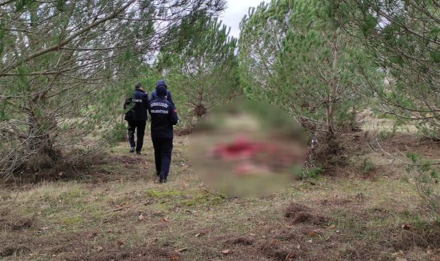 Ormanlık Alanda Kesilmiş Ata Ait Et ve Kemik Bulundu
