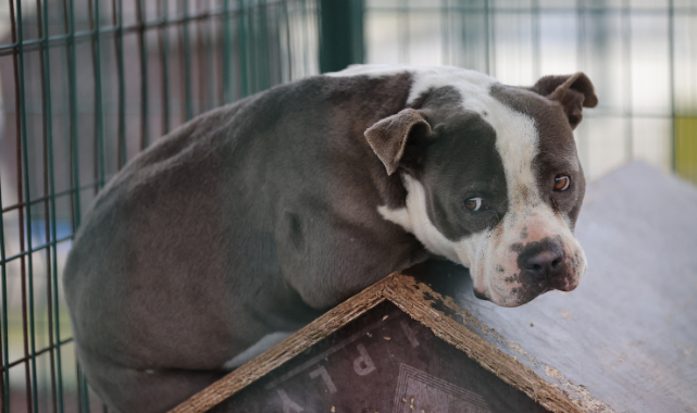 Barınaklar Sokağa Terk Edilen Pitbull İle Doldu
