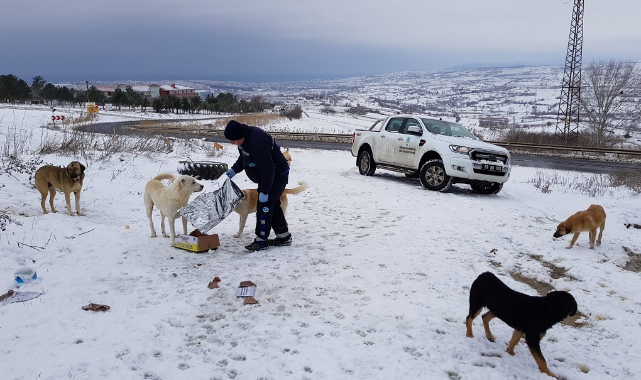 Büyükşehir Zorlu Kış Şartlarında Sokak Hayvanlarını Da Unutmadı