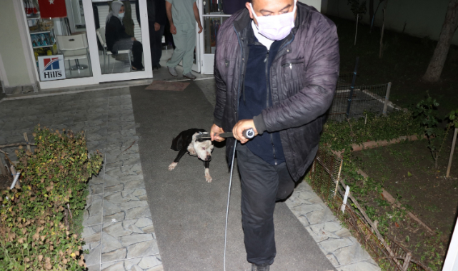 Saldırdığı Kediyi Telef Eden Yasaklı Irk Köpek Barınağa Götürüldü