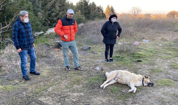 Barınağa Götürüldükten 1 Gün Sonra Ölen "Lassi" İçin Belediyeden Şikayetçi Oldular