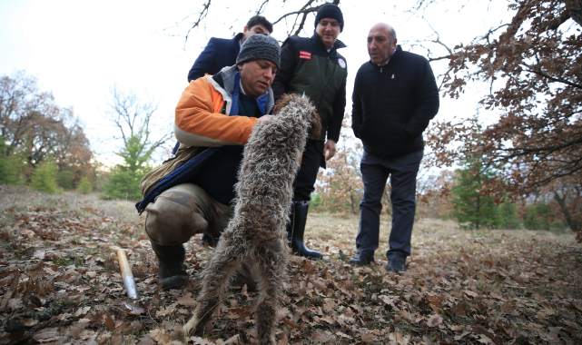 Özel Eğitimli Köpeklerle Toplanan Trüf Mantarı İhraç Ürünü Oldu