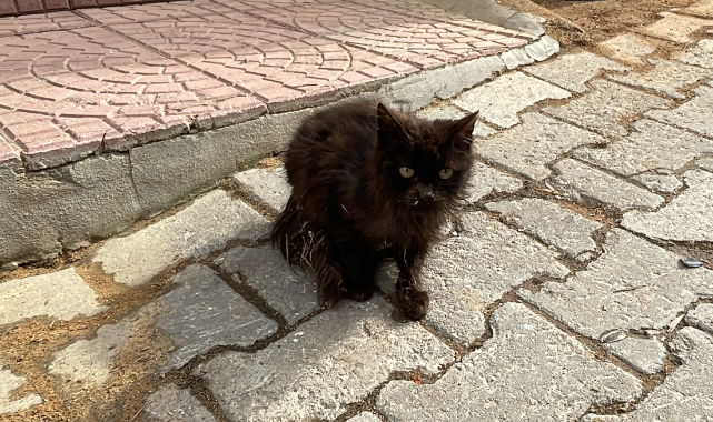 Yangında Mahsur Kalan Kedileri Mahalle Sakinleri Kurtardı