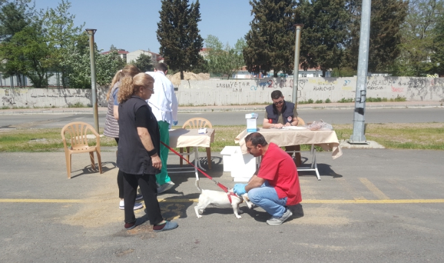 Kedi ve Köpekler Ücretsiz Aşılanıyor