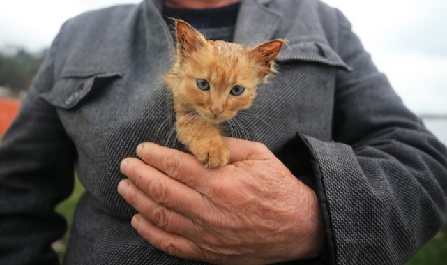 Taşkın Bölgesinde Islanan Kedi Yavrusunu Ceketinde Isıttı