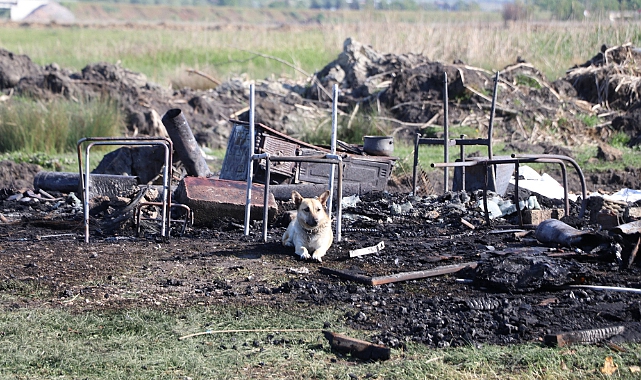 Barakada Çıkan Yangında 1 Kişi Öldü! Beslediği Köpekler Enkazın Başından Ayrılmadı