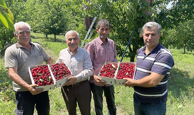 Geyve Kirazında Bu Sezon 10 Bin Ton Rekolte Bekleniyor