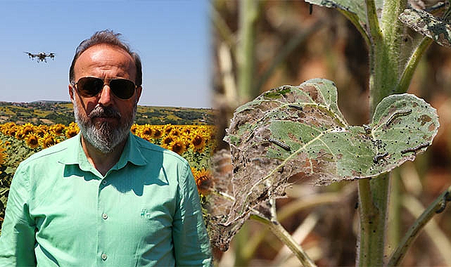 Ayçiçeği Tarlalarında "Çayır Tırtılına" Karşı Dronla İlaçlama Yapılıyor