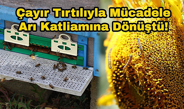Çayır Tırtılıyla Mücadele Arı Katliamına Dönüştü! "Arılar Gidiyor Geri Gelmiyor"