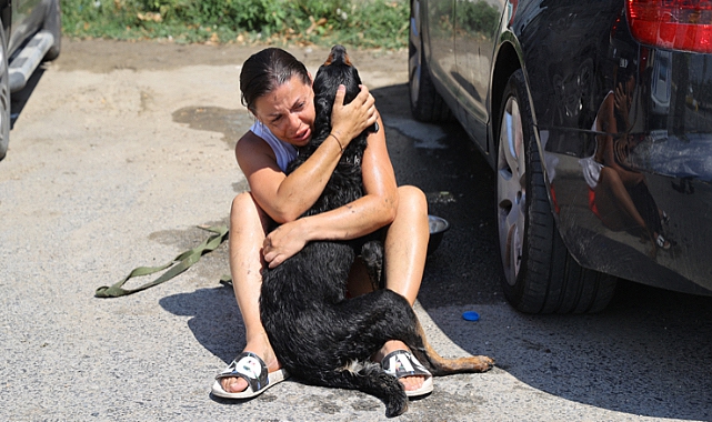 Araçta Bırakılan Köpeklerden Biri Havasızlıktan Can Verdi