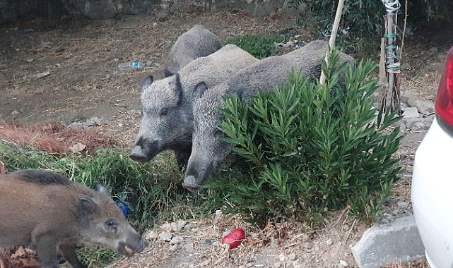 Balıkesir'de Yaban Domuzları Yerleşim Yerine İndi