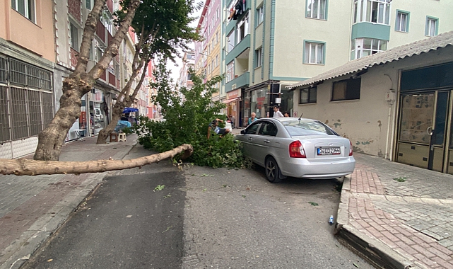 Çorlu’da Şiddetli Rüzgar Ağaç Devirdi