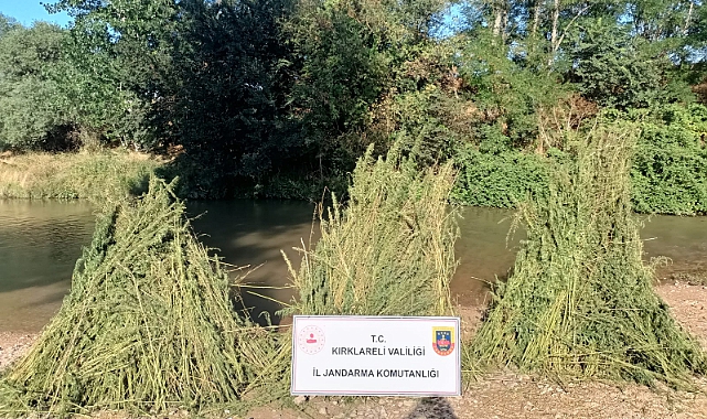 Dere Yatağında 160 Bin Kök Hint Keneviri Ele Geçirildi