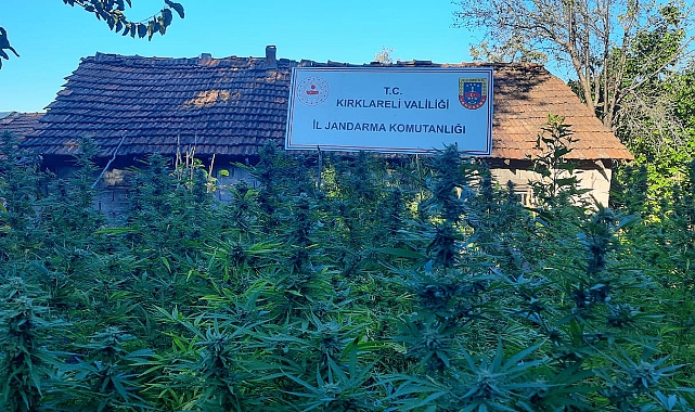 Evinin Bahçesinde 558 Kök Hint Keneviri Ele Geçirildi