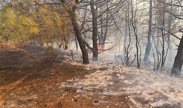 Tekirdağ'da Orman Yangını Çıktı