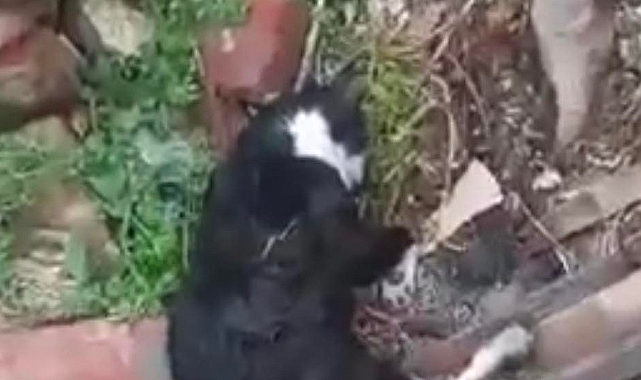 Boş Arazide Ölü 15 Kedi Bulundu