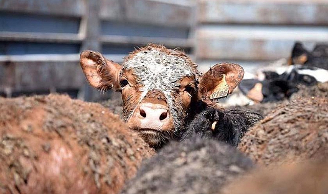 Çorlu'da Yeniden Angus Kokusu Tehdidi!