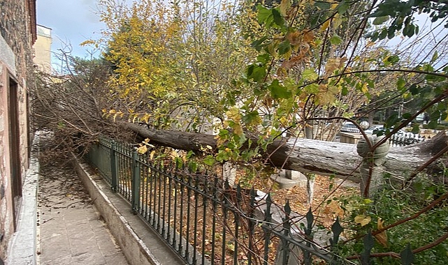 Tarihi Caminin Bahçesindeki Çam Ağacı Devrildi