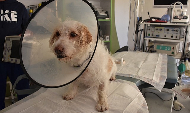 Tek Gözü Görmeyen Köpeğe Katarakt Ameliyatı Yapıldı