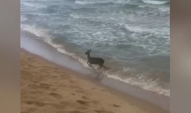 Tekirdağ'da Deniz Kıyısında Karaca Yavrusu Görüntülendi