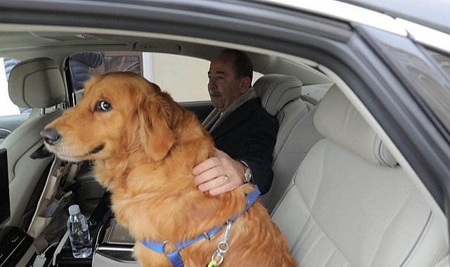 Edirne Belediye Başkanı Barınaktan Sahiplendiği Köpeği Makam Aracıyla Gezdirdi