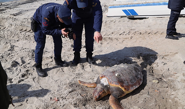 Tekirdağ'da Sahilde Ölü Caretta Caretta Bulundu