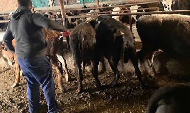 Kaçak Getirilen Hayvanları Kesip, Etlerini Sahibine Verdiler