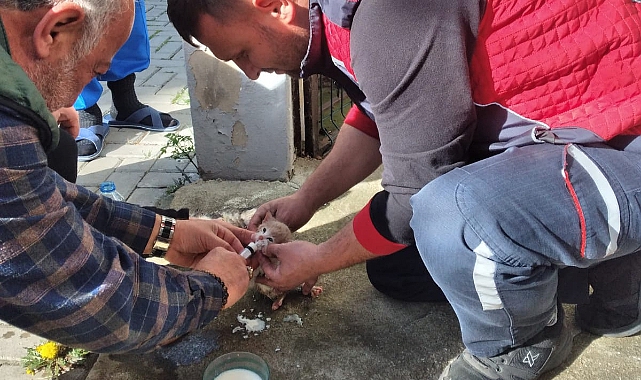 İki Duvar Arasına Sıkışan Kedi Yavrusu Kurtarıldı