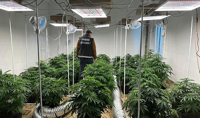 Kocaeli&#039;de Villada Hint Keneviri Yetiştiren 2 Zanlı Tutuklandı