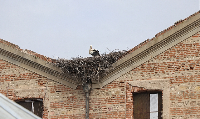 Mahallelinin Yolunu Gözlediği Leylek Sadık, Edirne&#039;deki Yuvasına Geldi