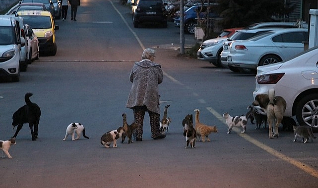 Önce Yaralı Kedi Yavrusunu Sahiplendi Ardından Evini 6 "Can Dosta" Daha Açtı