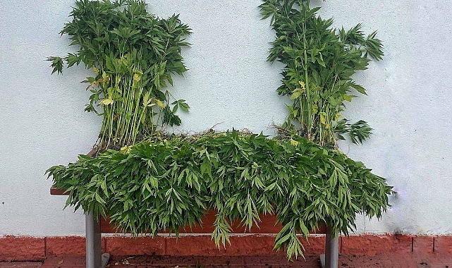 Ergene'de Tarlaya Kenevir Eken 2 Kişi Yakalandı