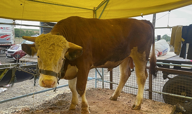 1 Ton 75 Kilogram Ağırlığındaki Dana, 135 Bin Liraya Satıldı