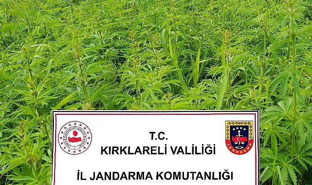 32 Dönümlük Arazide Milyonlarca Kök Hint Keneviri Ele Geçirildi