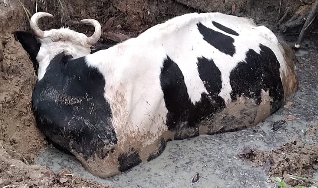 Foseptik Çukuruna Düşen İneği İtfaiye Ekipleri Kurtardı