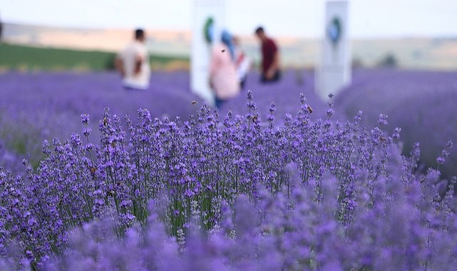 Tekirdağ, Doğası, Denizi ve Lavanta Tarlalarıyla Da Anılır Hale Geldi