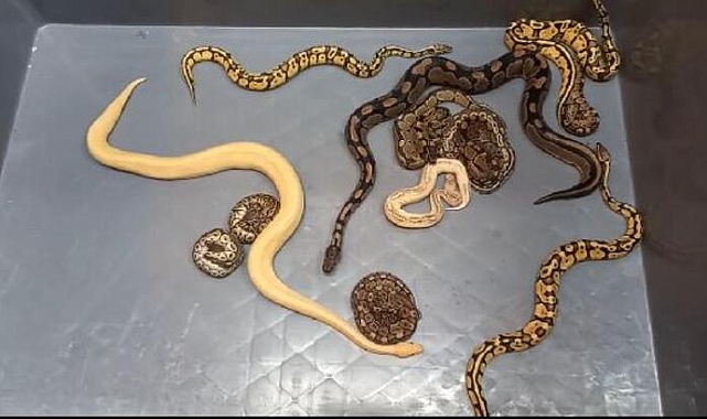 Tırda 28 Piton Yılanı Ele Geçirildi