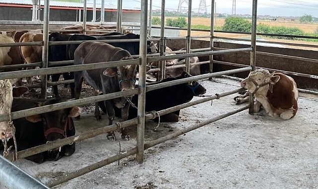Ülkeye Kaçak Getirilen 27 Büyükbaş Hayvan Kesildi