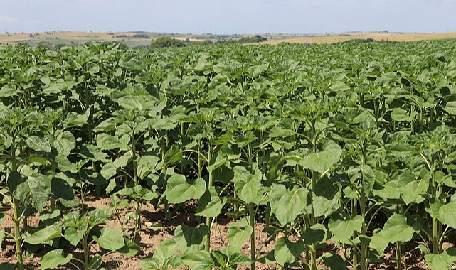 Yağışlar Ayçiçeğinin Gelişimine Destek Oldu