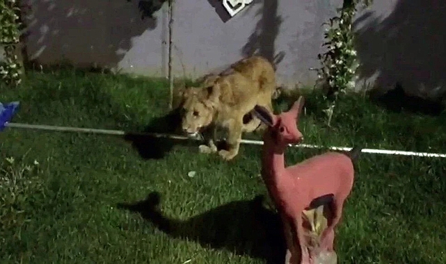 Baskın Yapılan Villadan Aslan, Maymun ve Piton Yılanı Çıktı
