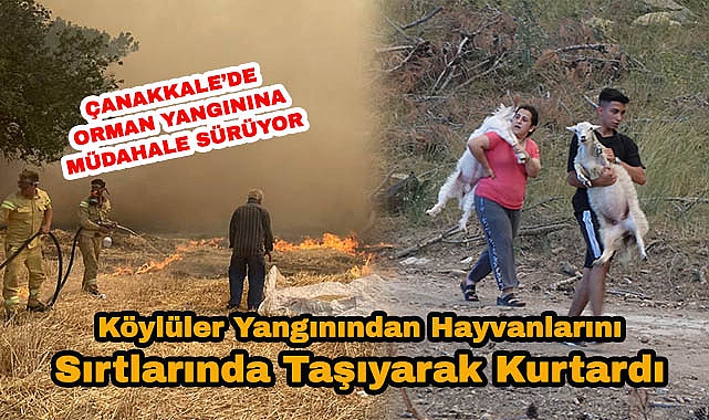 Çanakkale'deki Orman Yangınında Köylüler Hayvanlarını Sırtlarında Taşıyarak Kurtardı