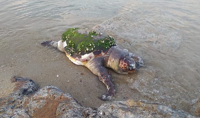 Ölü Caretta Caretta Karaya Vurdu