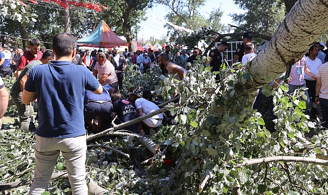 Yağlı Güreşlerde Oturanların Üzerine Ağaç Devrildi, 2 Yaralı