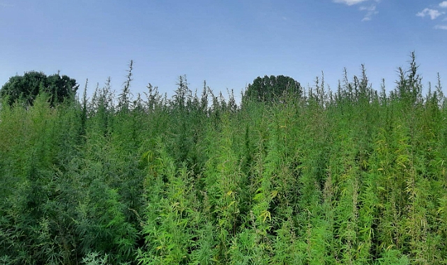 2 Tarlada 560 Bin Kök Hint Keneviri Bulundu